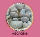 aizoaceas