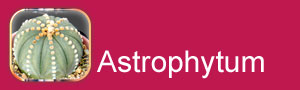 astrophytum