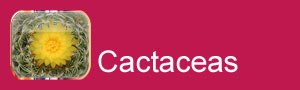 cactaceas