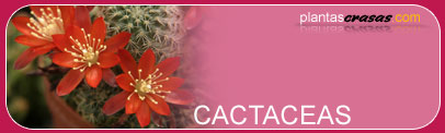 cactaceas