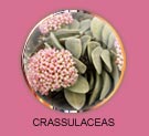 crassulaceas